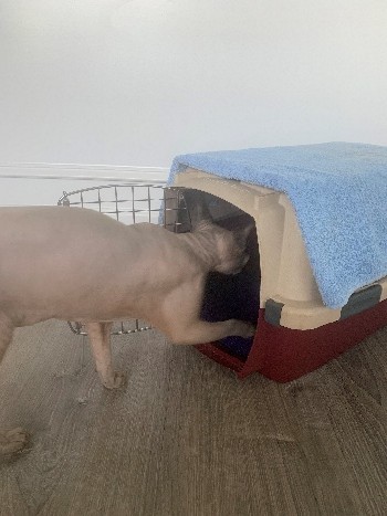 A cat approches a carrier and puts one foot and his head inside