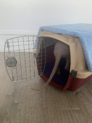 Cat steps all the way in the carrier