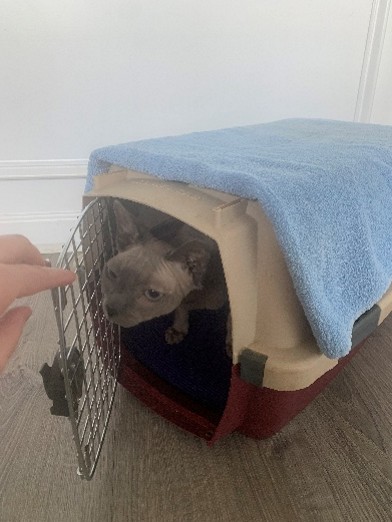 Cat in open-door carrier looking out with interest