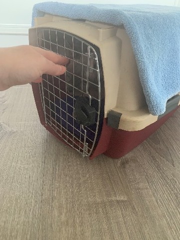 Hand closing door of the cat carrier with cat inside