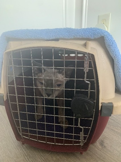 Cat carrier door is completelt closed with cat inside