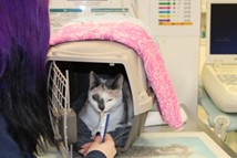 A parti-colored cat looks out of their carrier