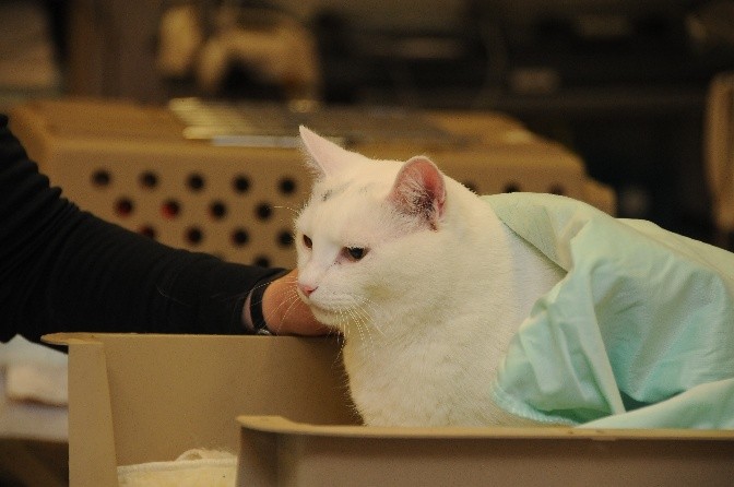 White cat covered in green blanket sits in the bottom of a carrier