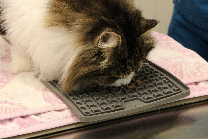 Cream and white cat with a lick mat