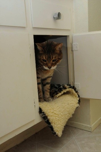 Kitten standing on a piece of carpet while peeking out from a cabinet 