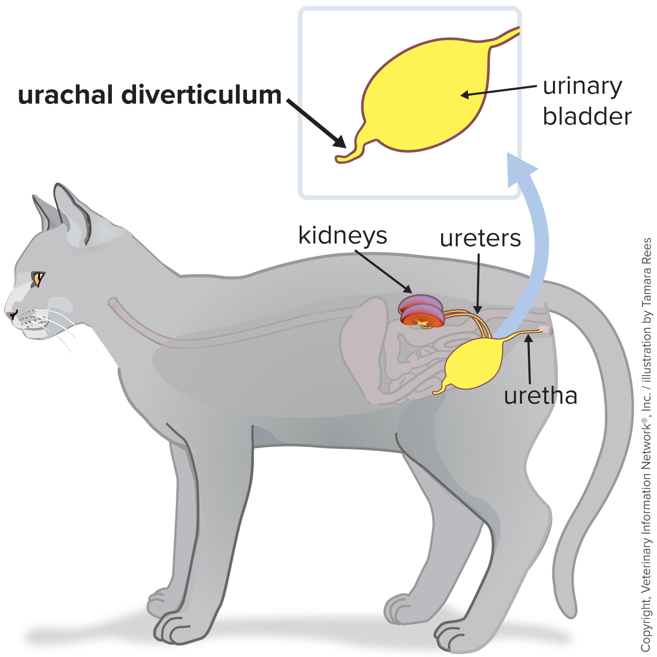 Drawing of a cat showing the kidney and graph of diverticulum 