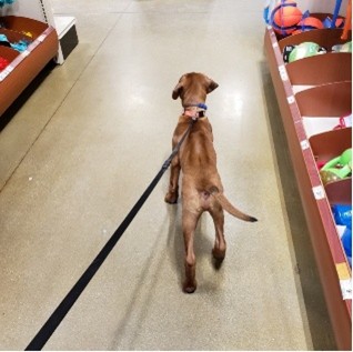 Brown dog on a leash walks down a grocery aisle