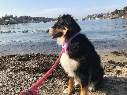 Tri-colored dog sits on the beach 