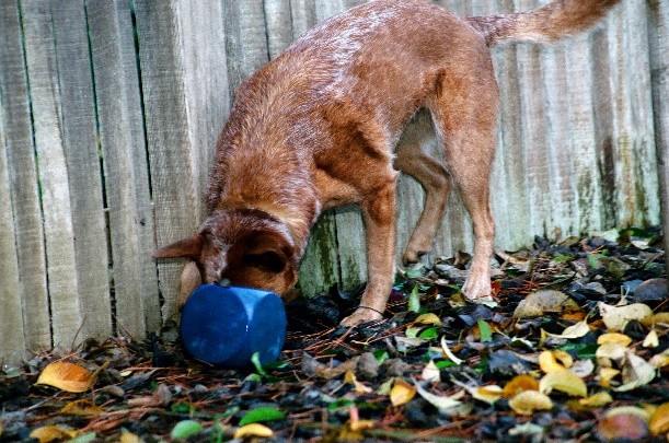 A brown and white heeler-type dogs plays with a blue ball by a wood fence