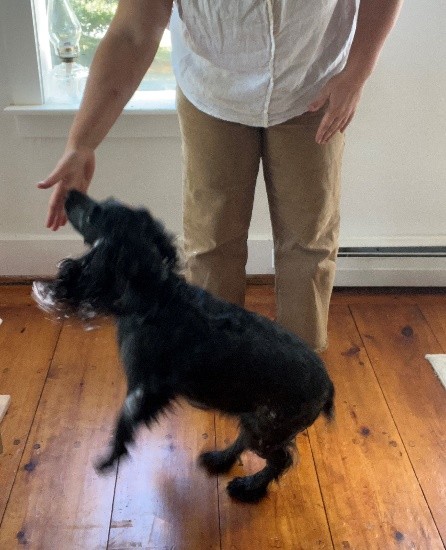A black spaniel touches his nose to handler's palm
