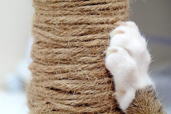 Photo of a white cat's paw on a sisal scratching post