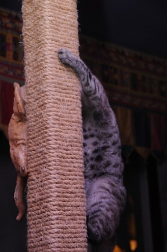 Photo of gray kitty climbing on sisal tower