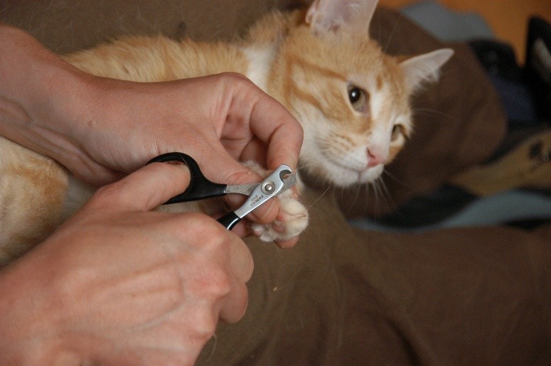 Caregiver holds cat's front claw while trimming