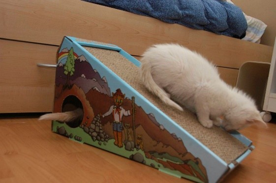 A light-colored kitty plays on an inclined scratching toy